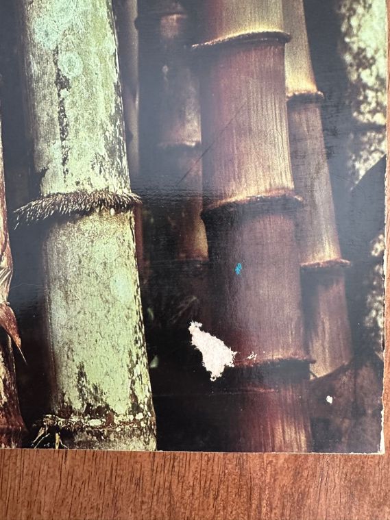 The Book of Bamboo by David Farrelly